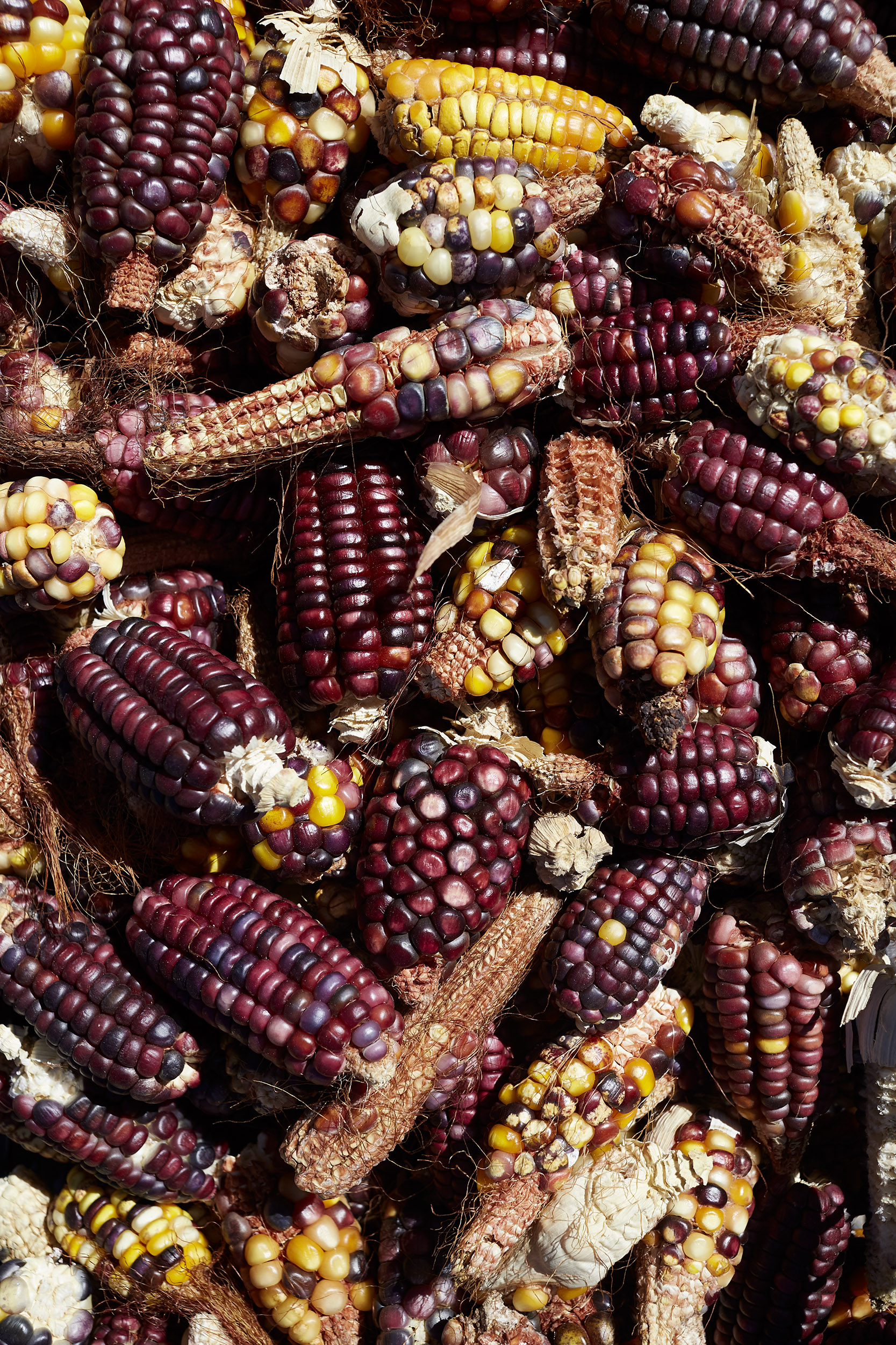 Katie Newburn | San Francisco Bay Area Food and Lifestyle Photographer | Oaxaca Heirloom Corn