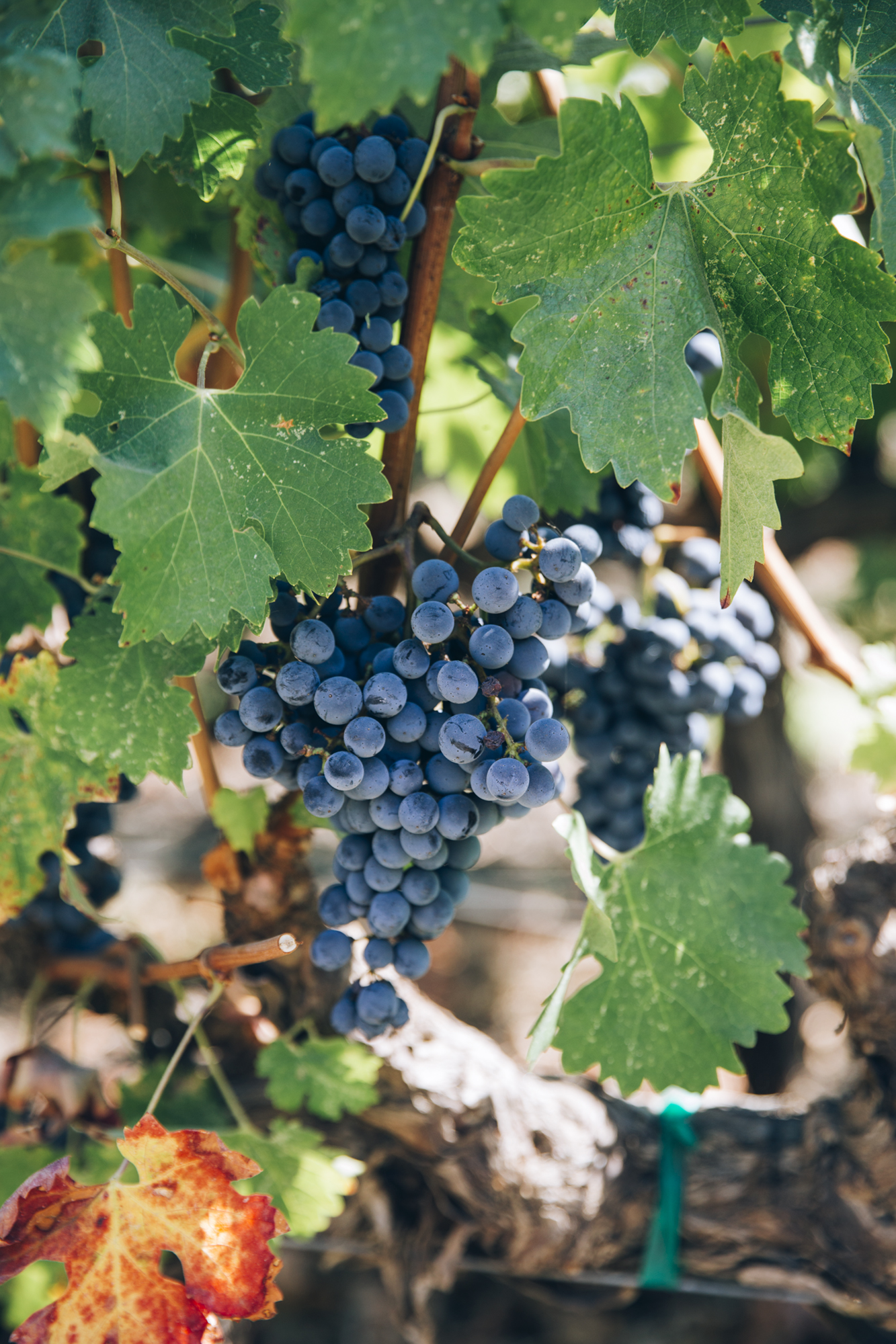 Katie Newburn | San Francisco Bay Area Food and Lifestyle Photographer | Pinot Noir Grapes