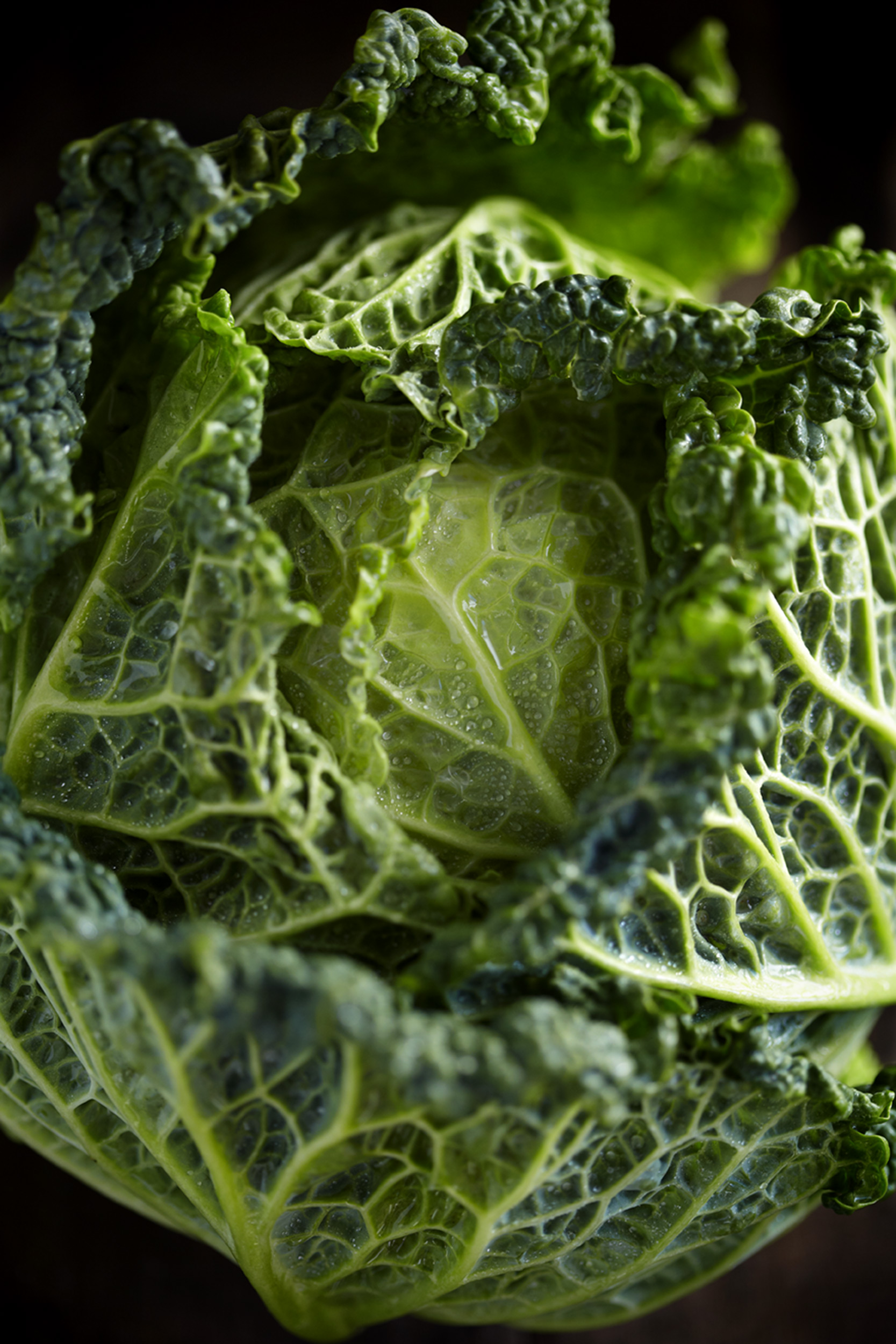 Katie Newburn | San Francisco Bay Area Food and Lifestyle Photographer | Cabbage